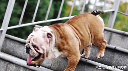 狗狗们花式上下楼梯合集，你家狗狗是哪种？