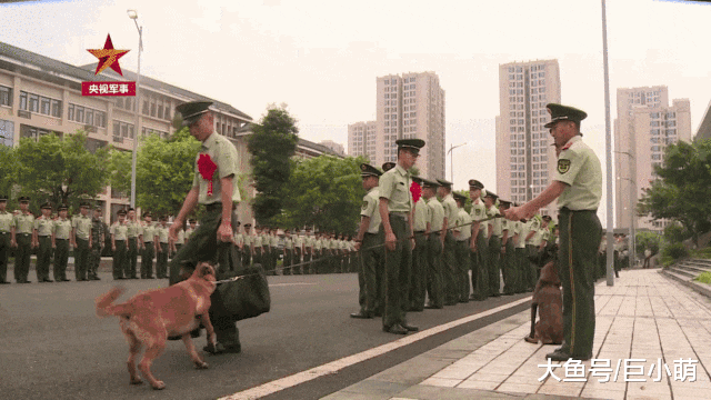 主人退伍，狗狗咬住他的包不让走，警犬也变得不“听话”了