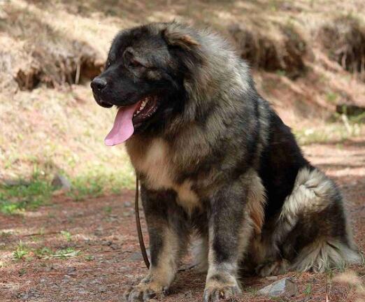 如何掌握科学喂养德国牧羊犬的方法