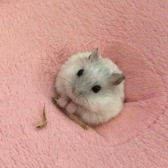 仓鼠也有星期鼠？为避免买到星期鼠，我全靠这2种方式