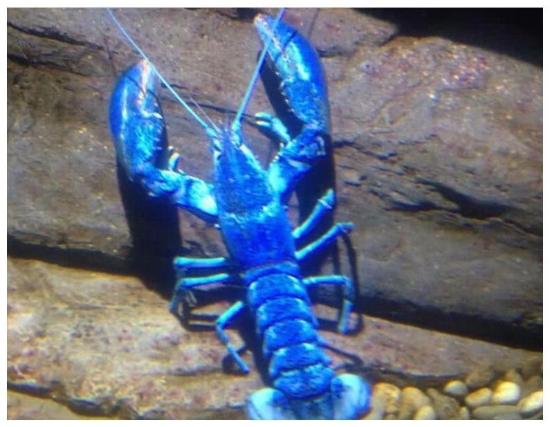 另类色号的动物盘点，粉色的海豚，紫色的松鼠，还有这些…