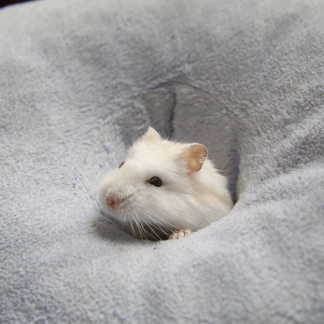 仓鼠向饲主求助，为摆脱纸筒束缚，鼠鼠不得不低头认错