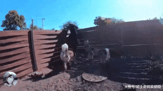 蒙面“坏人”爬墙而入，3只哈士奇的表现，却让主人笑翻了