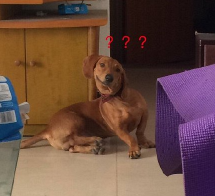 丑貓丑狗大賽落下帷幕，恭喜土狗獲得冠軍