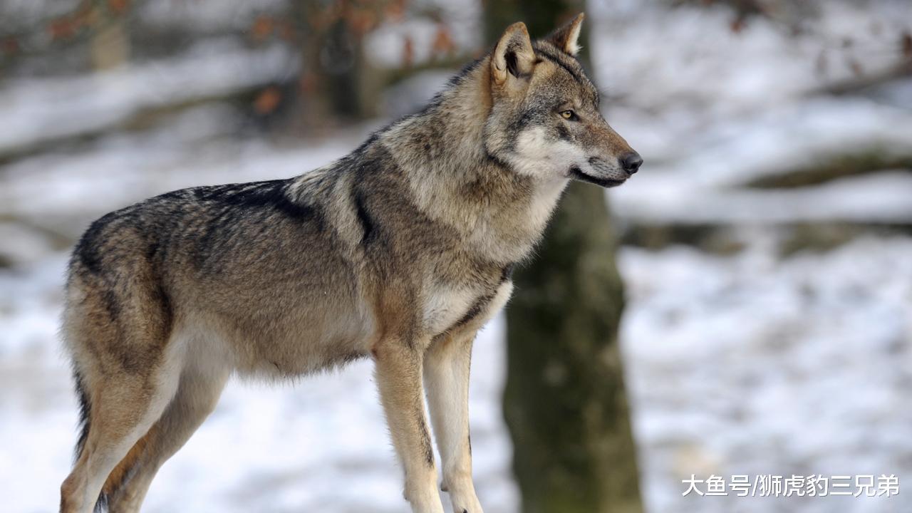它是犬科动物里面的王者, 是唯一一种能叫板猫科动物的犬科猛兽