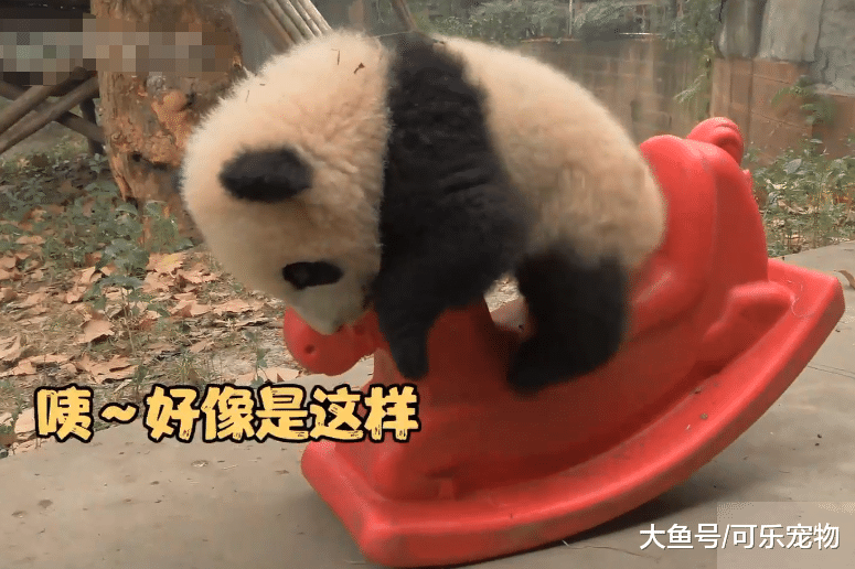 熊猫宝宝骑摇摇马，无师自通堪称老司机，网友：秋名山车神