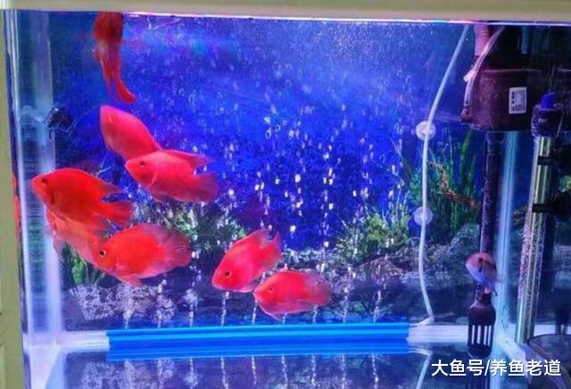 我们如何通过各种方法, 来给观赏鱼增色?