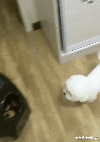 主人刚说要出门，比熊就上演神技能，主人差点笑趴在地