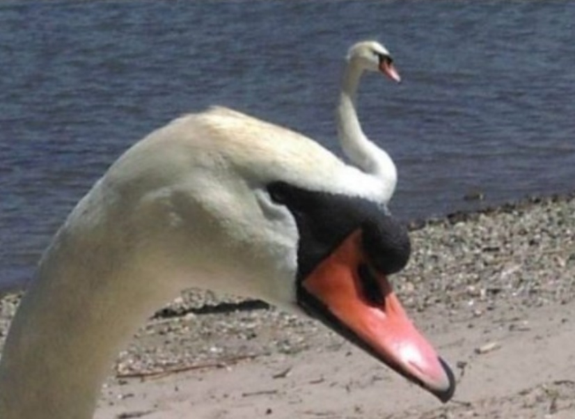 不是牧羊犬而是牧羊车？14张让人忍不住想吐槽的动物照让你笑不停