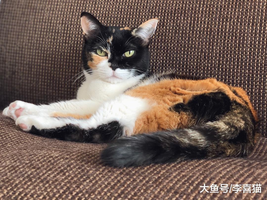 猫咪和狗狗临终前躲到没人的地方, 其实来源于动物的自我保护机制