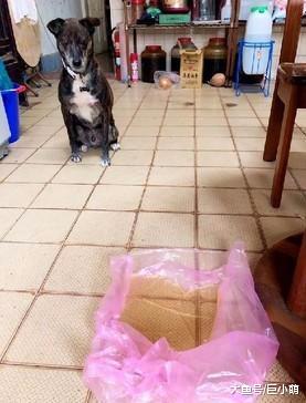 超乖狗狗坚持室外排便，当主人忘记遛狗时，它就尿在塑料袋上面