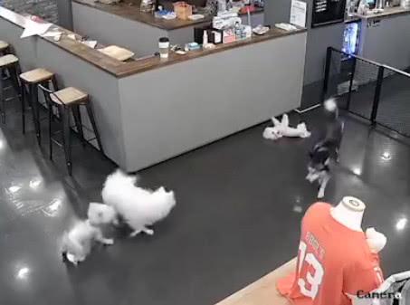 哈士奇咬了比熊犬还装傻, 报警调监控后, 二哈大吼: 不是我干的!