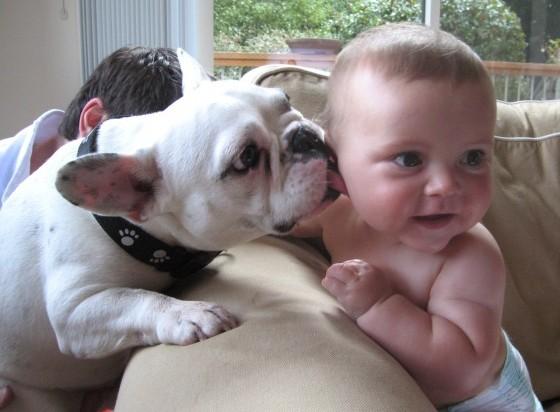 狗狗舔人很常见，但舔耳朵又是怎么回事？揭秘狗狗舔耳朵五大原因