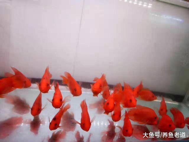 一位鱼友对饲养观赏鱼历程的总结，只有七个字，却很精辟