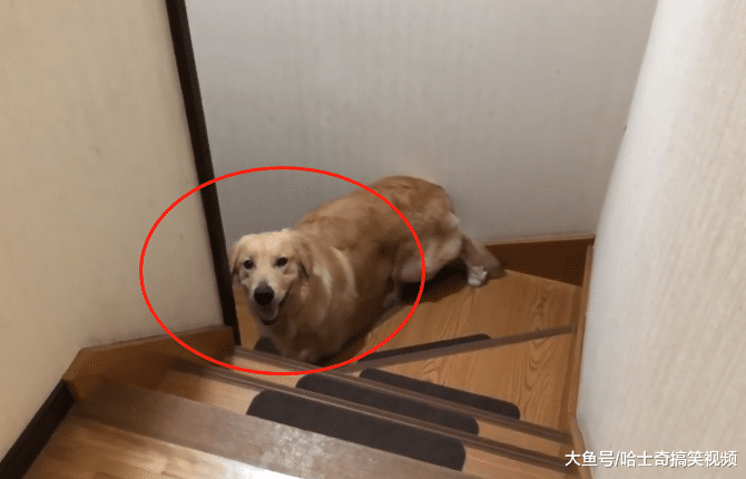 金毛知道主人要出差，晚上守在门口不走，想跟“爸爸”在一起