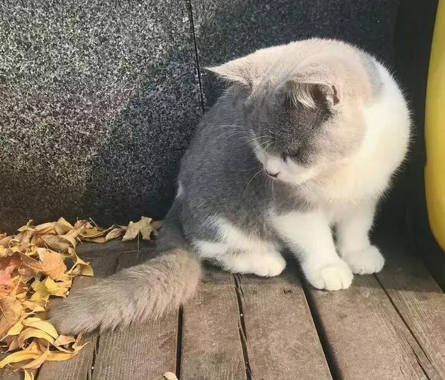 别看有些猫表面呆萌，其实背地里是这个样子的......