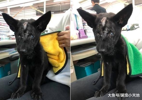 啃辣椒果腹, 失明浪浪被车撞凹头骨, 被救后安静甜睡人类怀抱