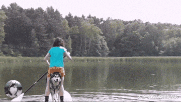 网友带二哈去划船, 结果半途却翻船, 二哈丢下主人自己溜了