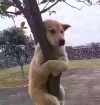 这栋楼的墙火了！有人却说“像公墓”……