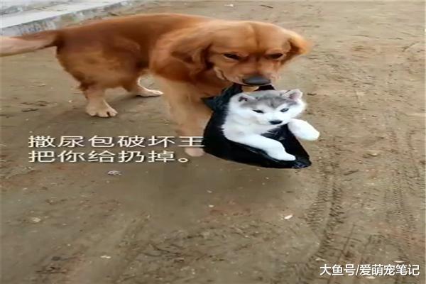 金毛嫌二哈拆家，趁主人不在將它丟到垃圾堆，網友：一家不容二狗
