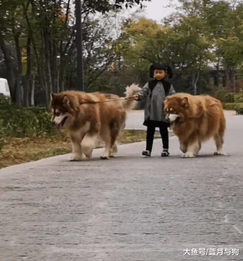 4岁小女孩带2个保镖出门，看清保镖后，网友：很是威风