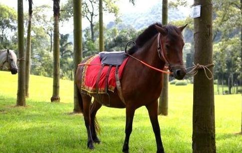 心理测试：凭眼缘选一只马，测出你目前的生活状态是怎样的