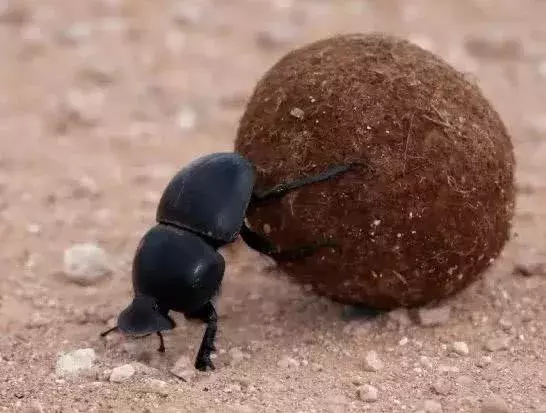 农村常见的昆虫大全, 都认识的绝对是孩子头儿!