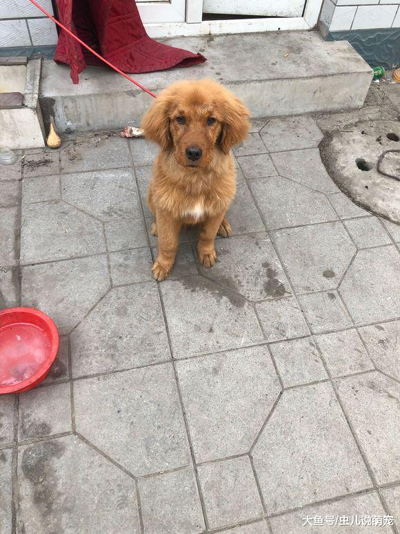这只金毛它到底经历了什么, 它怎么会变成这个样子?
