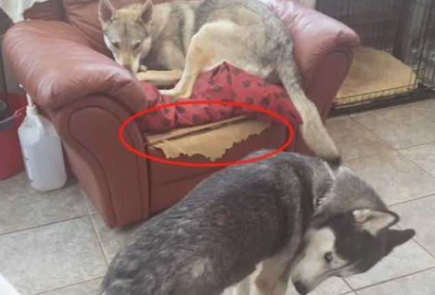二哈跟狼犬打架，一開始超兇后來卻秒慫，小表情笑哭主人
