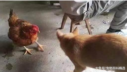 狗狗前一秒还和母鸡打架, 随后眼睁睁的看着母鸡的毛被拔光