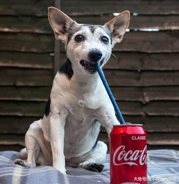 狗狗多喝水是好，但要注意这几件事，不然容易害了狗