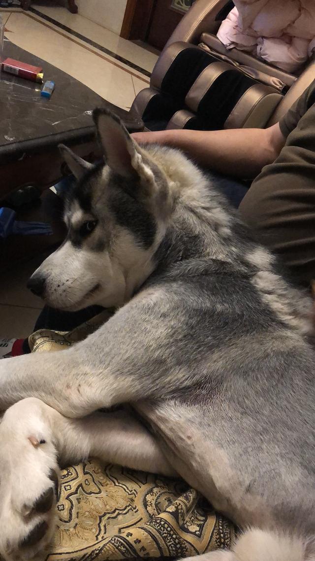 无锡绿地世纪城寻找哈士奇哈瑞