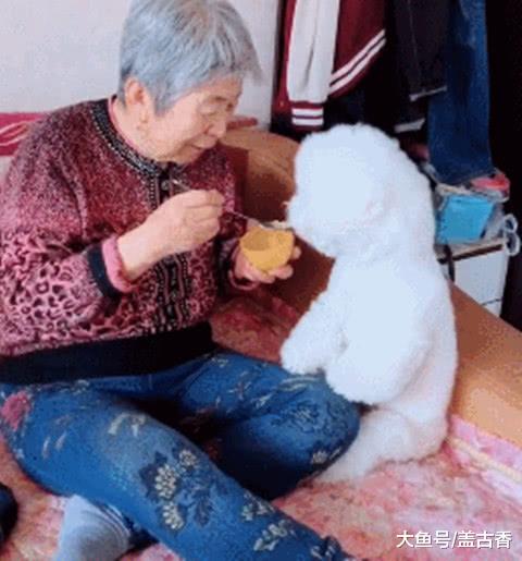 把比熊寄养在奶奶家，回到家后一看，自己的“宝座”都没了？