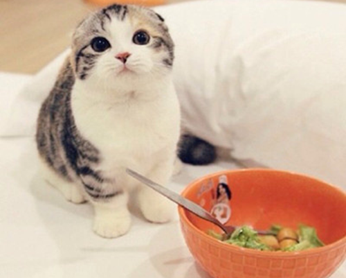 折耳猫一直流眼泪有泪痕，猫咪有泪痕可以消掉吗？