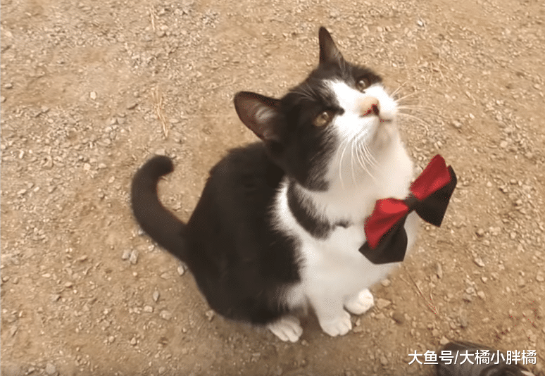 野猫向狗狗学习，可以听懂很多指令，它一直把自己当作一只“狗”