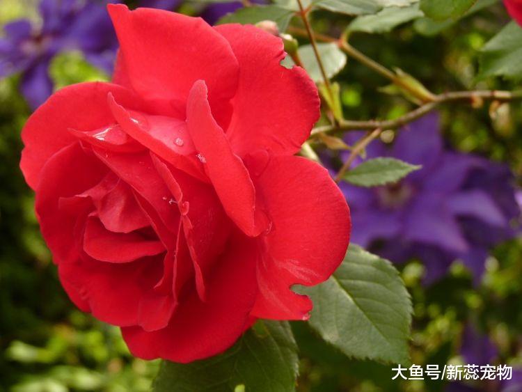 10月，桃花涌动，将遇命定良缘，三生肖坠入爱河甜甜蜜蜜