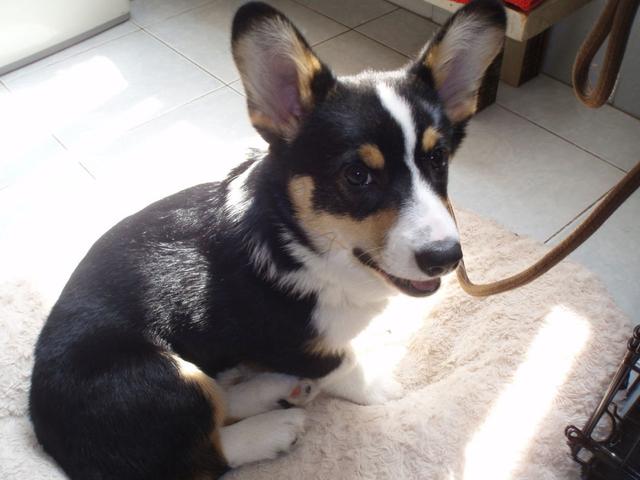 养狗之后才明白的4点误区，不养狗的网友真的无法了解