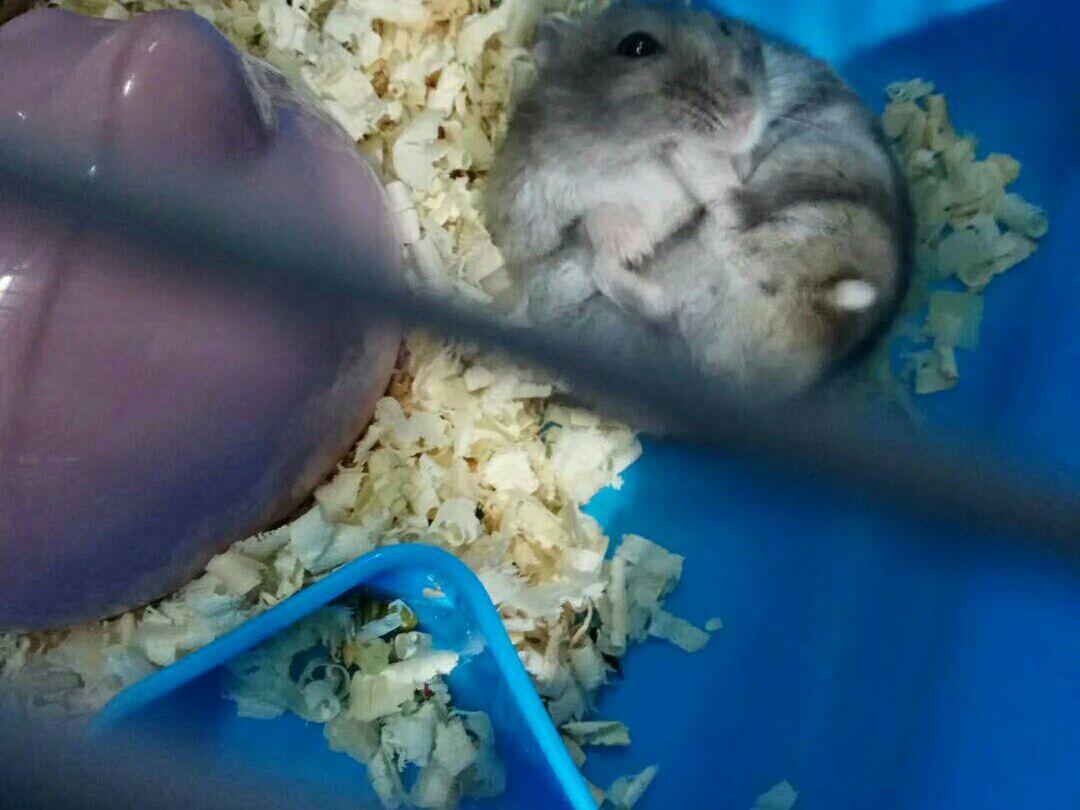 小紫仓爱磨牙，什么都想吃，连脚脚都不放过