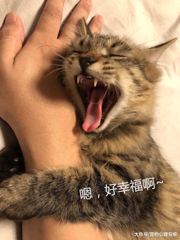 睡覺都不放手，碰上這么一只小黏貓，小哥不知該喜該憂