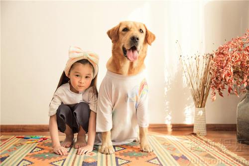 宠物犬的数量对比：美国拉布拉多最多，中国泰迪最多，为何？