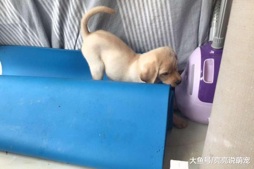 拉布拉多很懂事，即便是生病也很活泼，只为让主人放心