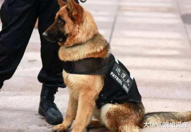 3种最优秀的警犬对比, 第一种使用最广泛, 最后一种是国人的骄傲