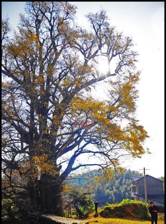 江西这十大“寿星”出炉，铅山的“银杏树王”与孔夫子同时代