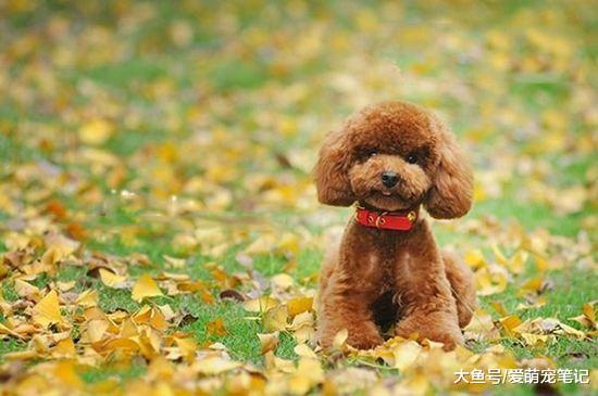 快递小哥的包裹频繁被偷，结果想了个“好主意”，泰迪：生活不易