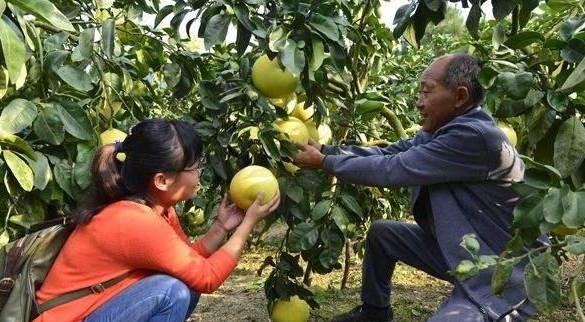 柚子大量上市，去年没人买，今年未上市遭疯抢，果农：再也不种了