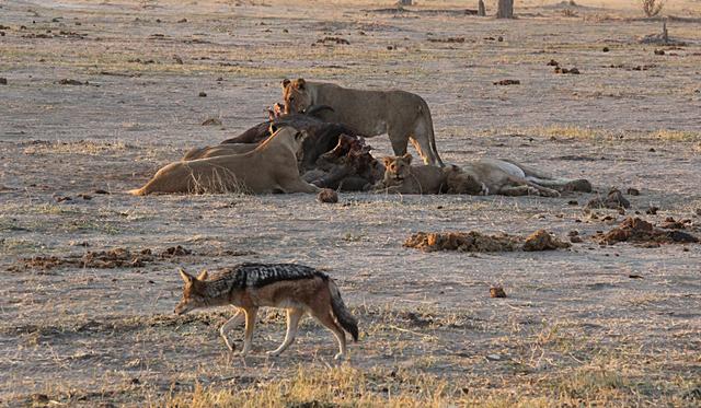 黑背胡狼的家庭观：每个成员都表现出对家人忠诚