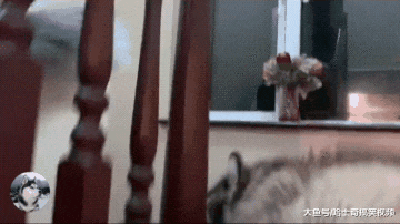 奶奶来看“胖孙子”，因为没有带好吃的，结果狗子翻脸就走