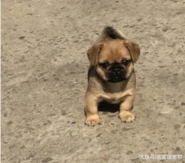 主人半夜去撒尿，见宝宝不见了，赶去客厅一看笑出内伤：真和谐……