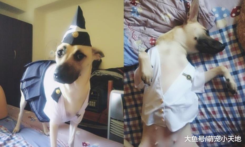 大型犬衣服难买，他拿女友衣服改给它穿后的露点照让人笑