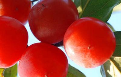 柿子专捡软的捏？小心糊了你的手